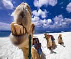 Η καμήλες των Τριών Βασιλέων στηρίζεται στην πορ&amp;#